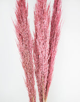 Pink Dried Pampas Grass