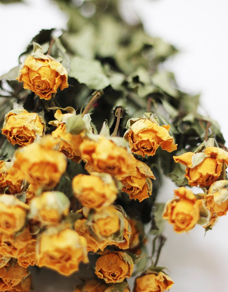 Dried Spray Roses - Yellow Bunch, 50 cm