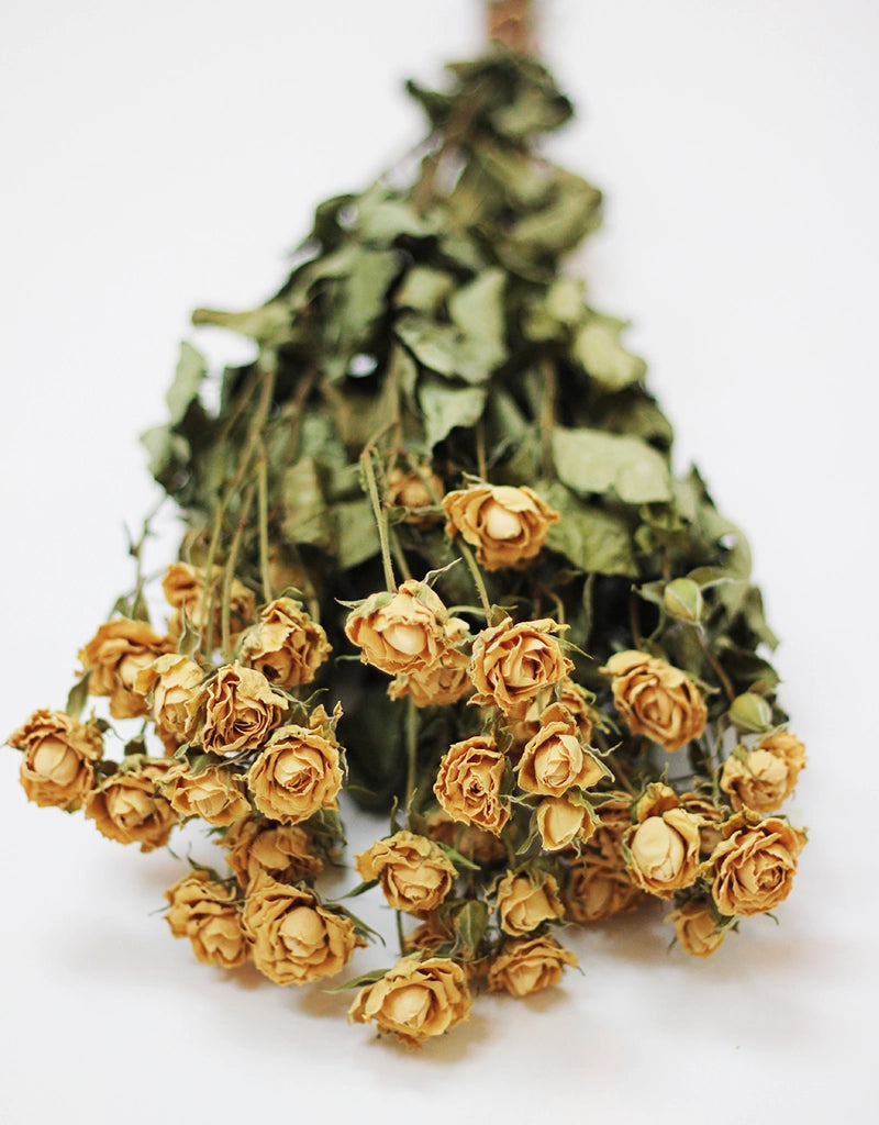 Dried Spray Roses - Cream/Ivory Bunch, 10 Stems, 50 cm