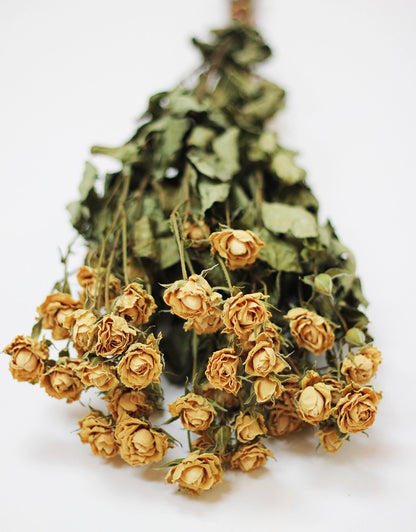 Dried Spray Roses - Cream/Ivory Bunch, 10 Stems, 50 cm