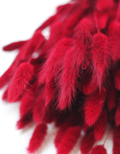 Dried Bunny Tail Lagurus Grass - Bordeaux Red Flowers Bunch, 70 cm, 100 grams