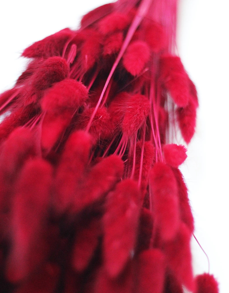 Dried Bunny Tail Lagurus Grass - Bordeaux Red Flowers Bunch, 70 cm, 100 grams