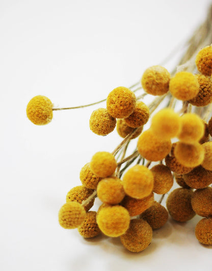 Dried Craspedia - Yellow, 25 stems, 50cm