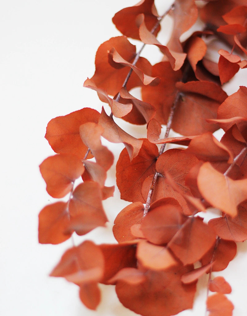 Preserved Stuartiana Eucalyptus bunch - Burnt Orange/ Terracotta, 70cm, 150g