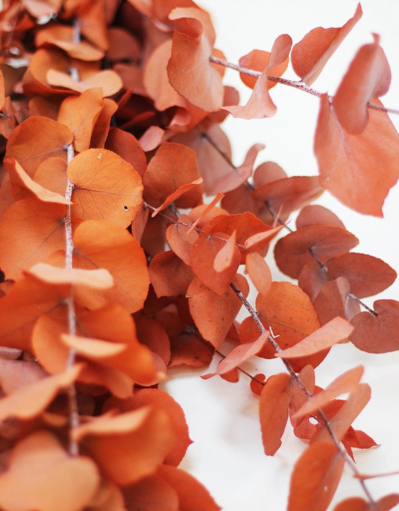 Preserved Stuartiana Eucalyptus bunch - Burnt Orange/ Terracotta, 70cm, 150g