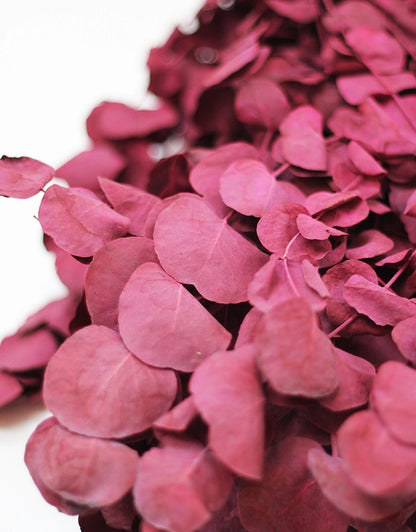 Dried Cinerea bunch - Bordeaux, 70cm