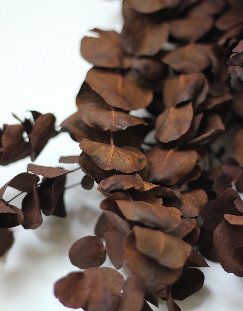 Dried Cinerea bunch - Brown, 70cm