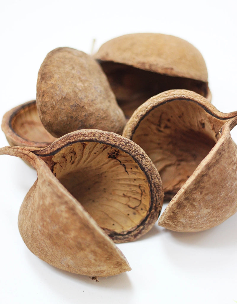 Dried Buddah Nuts XL - Natural, x4