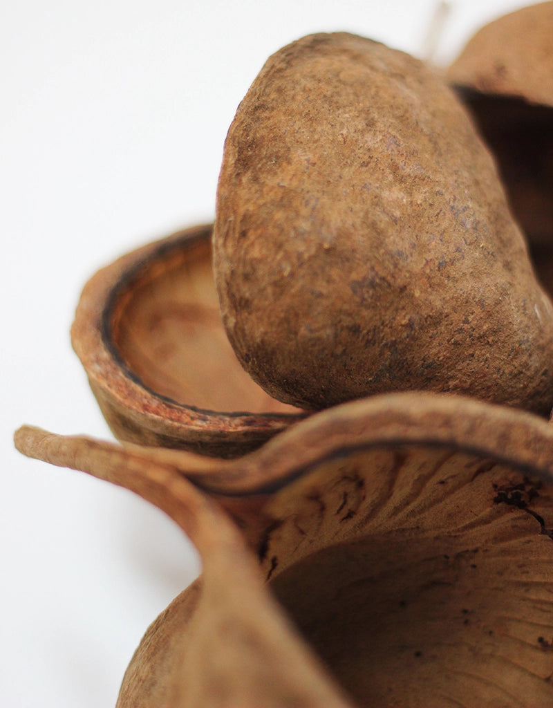 Dried Buddah Nuts XL - Natural, x4