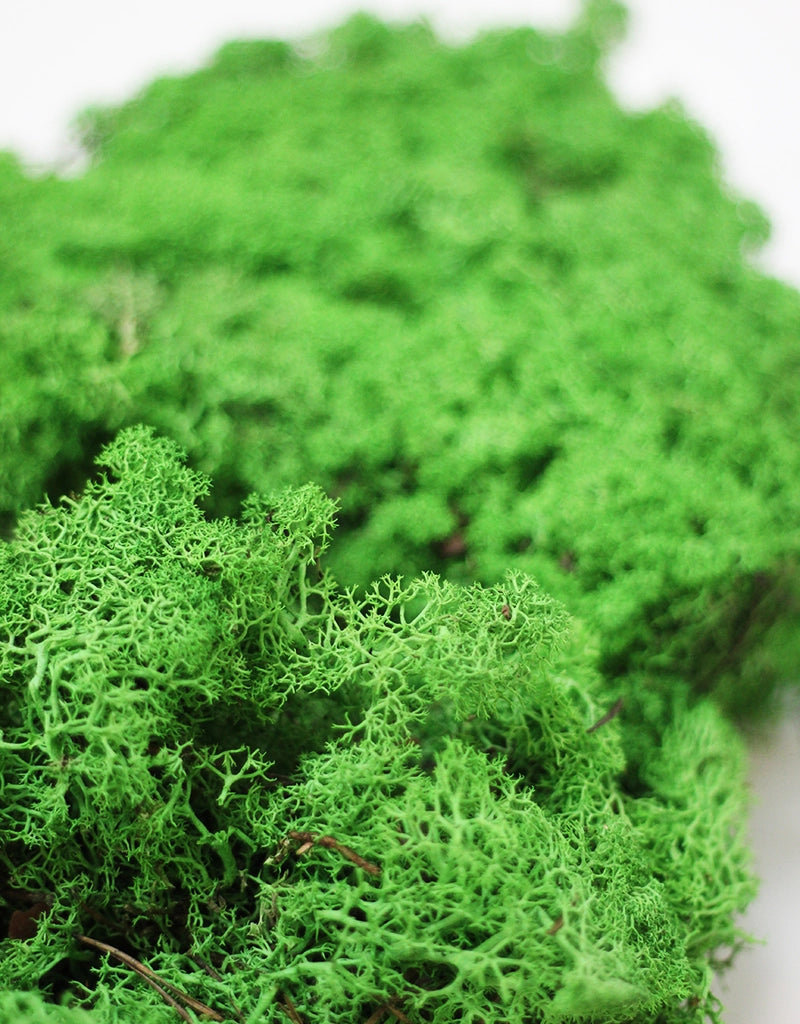 Preserved Moss - Shamrock Green, 500g