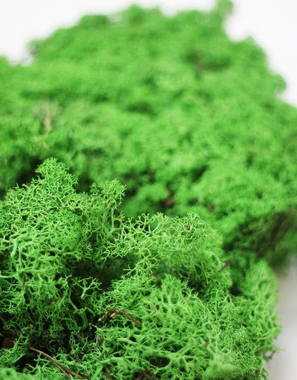 Preserved Moss - Shamrock Green, 500g