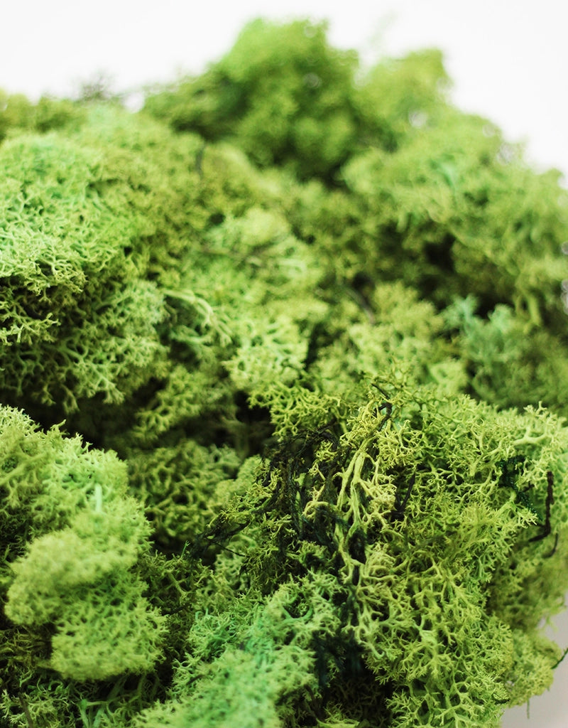 Preserved Moss - Apple Green, 500g