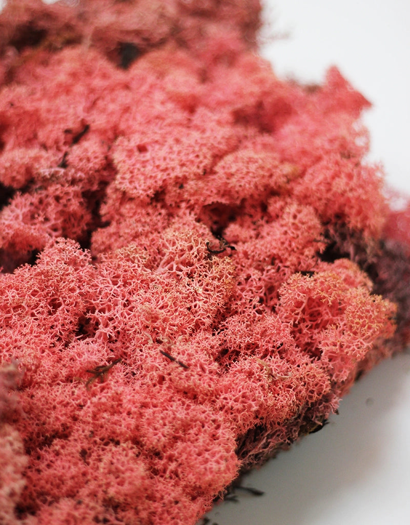 Preserved Moss - Pink, 500g