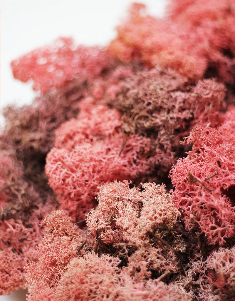 Preserved Moss - Pink, 500g