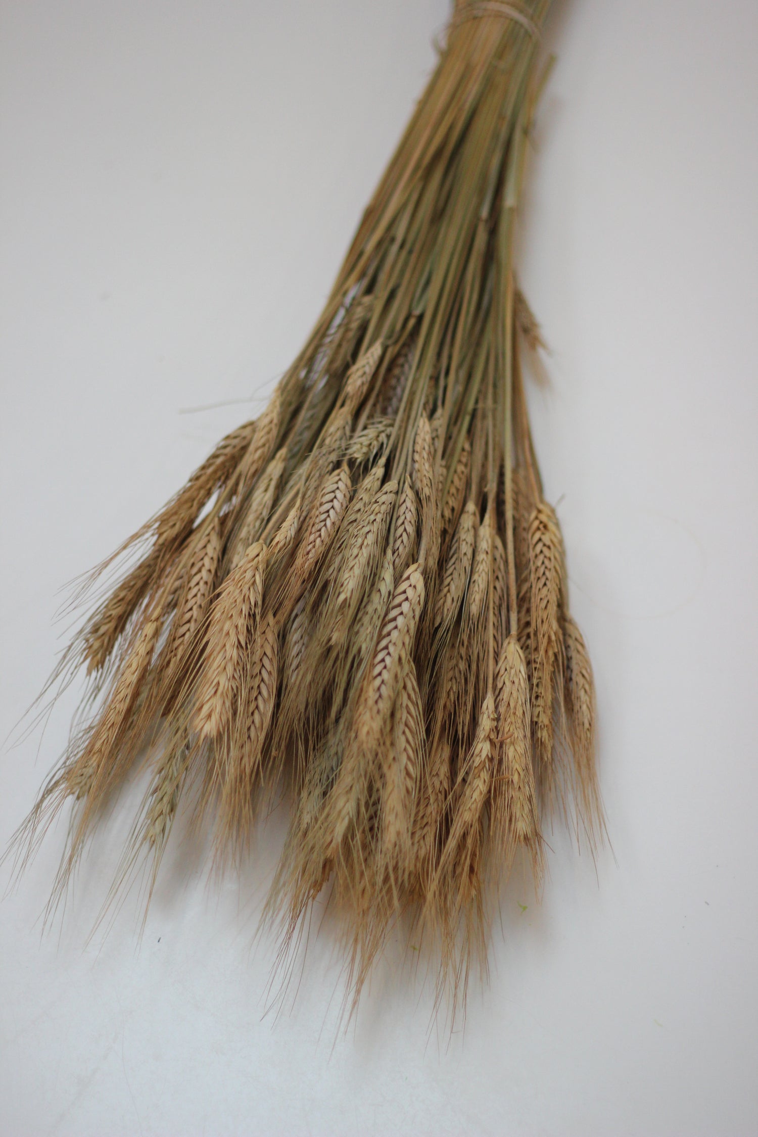 Dried Hordeum (Barley) - Natural Bunch, 60 cm,