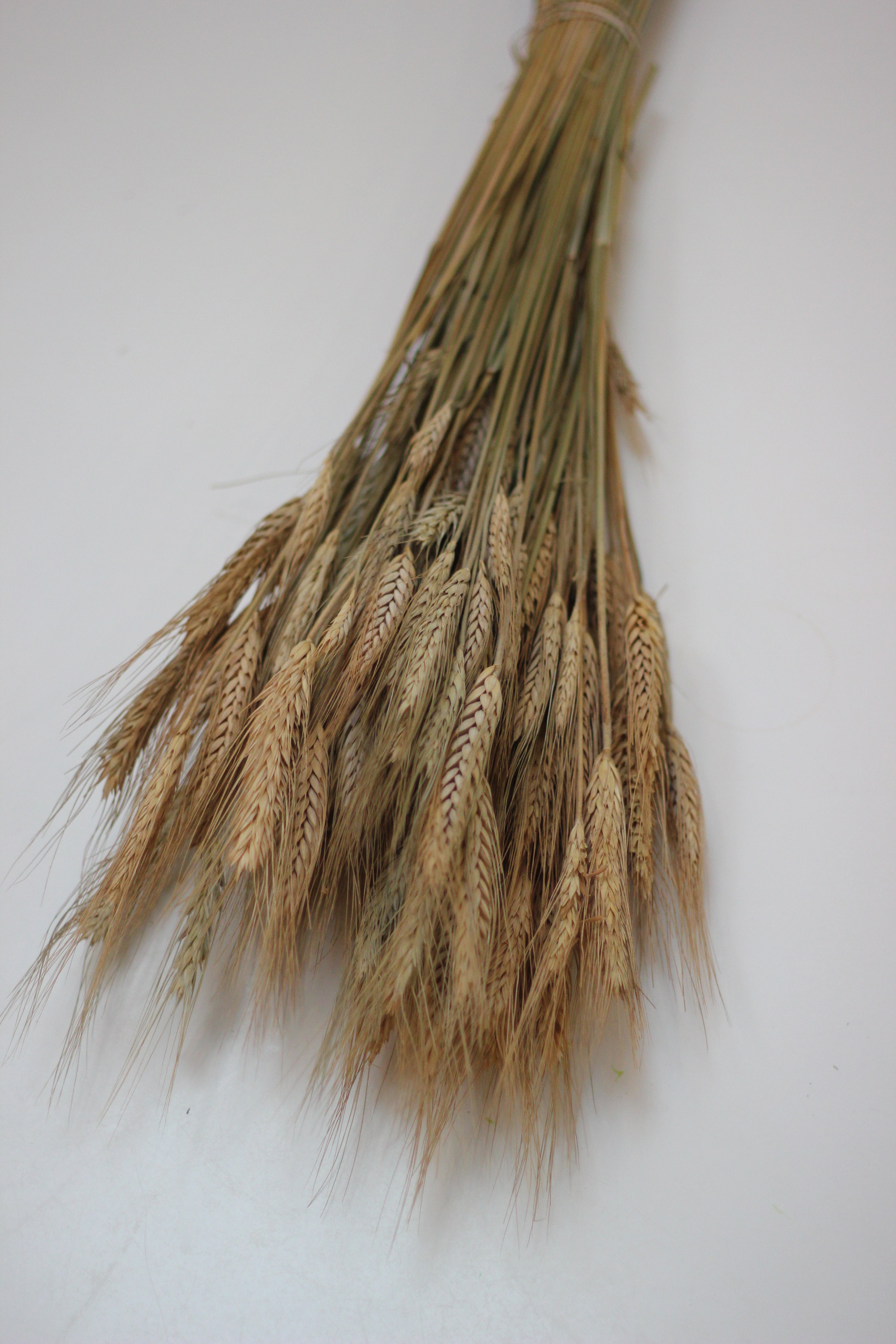Dried Hordeum (Barley) - Natural Bunch, 60 cm,