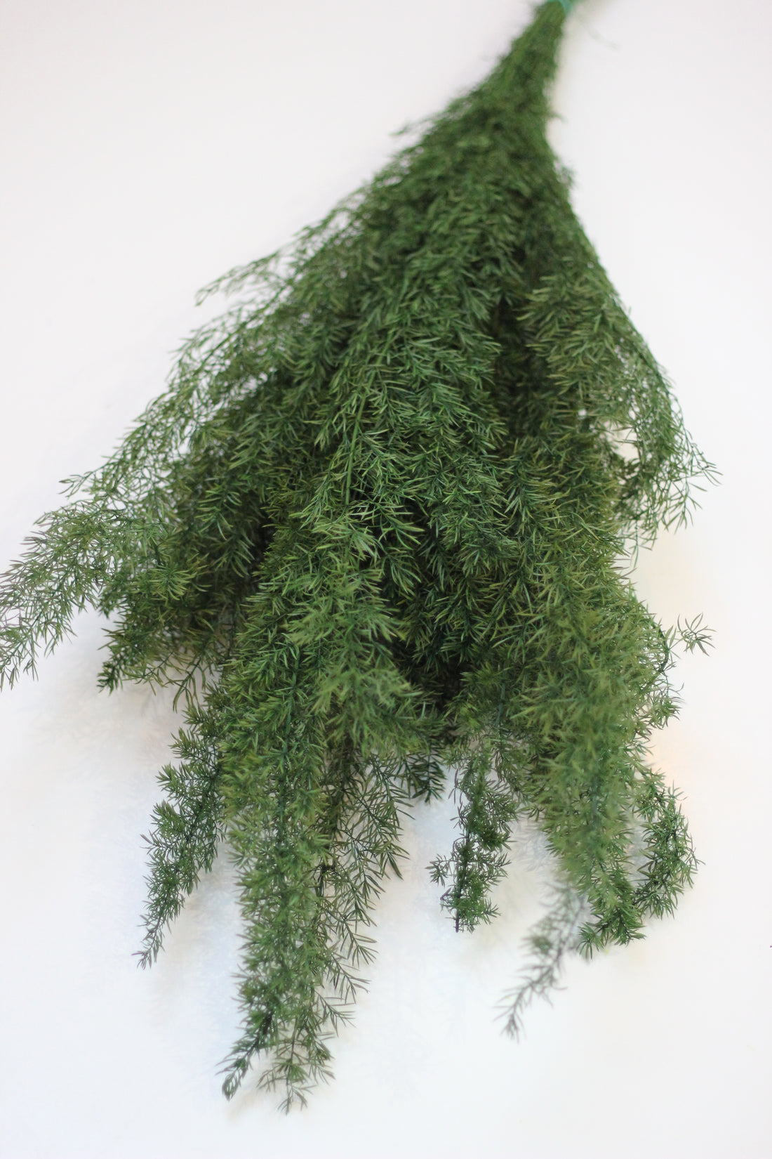 Preserved Ferns – Asparagus Fern Green 60cm