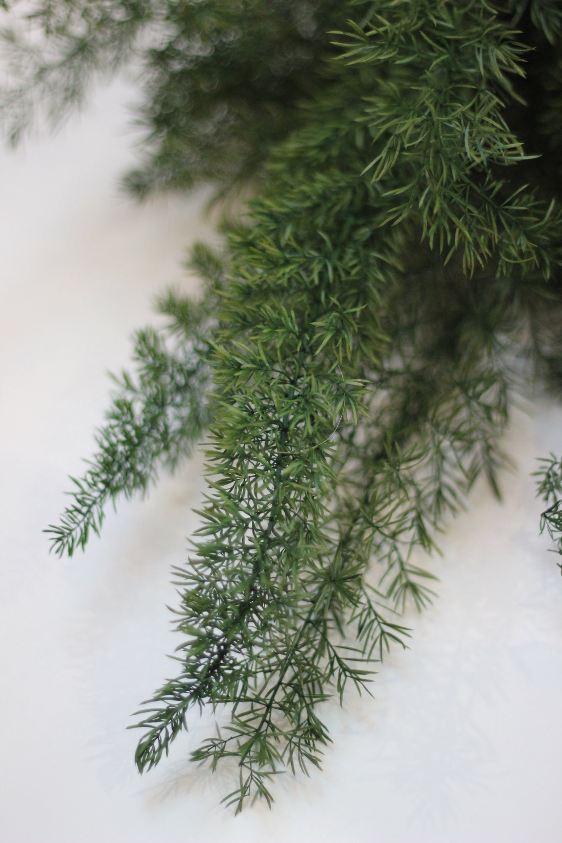 Preserved Ferns – Asparagus Fern Green 60cm
