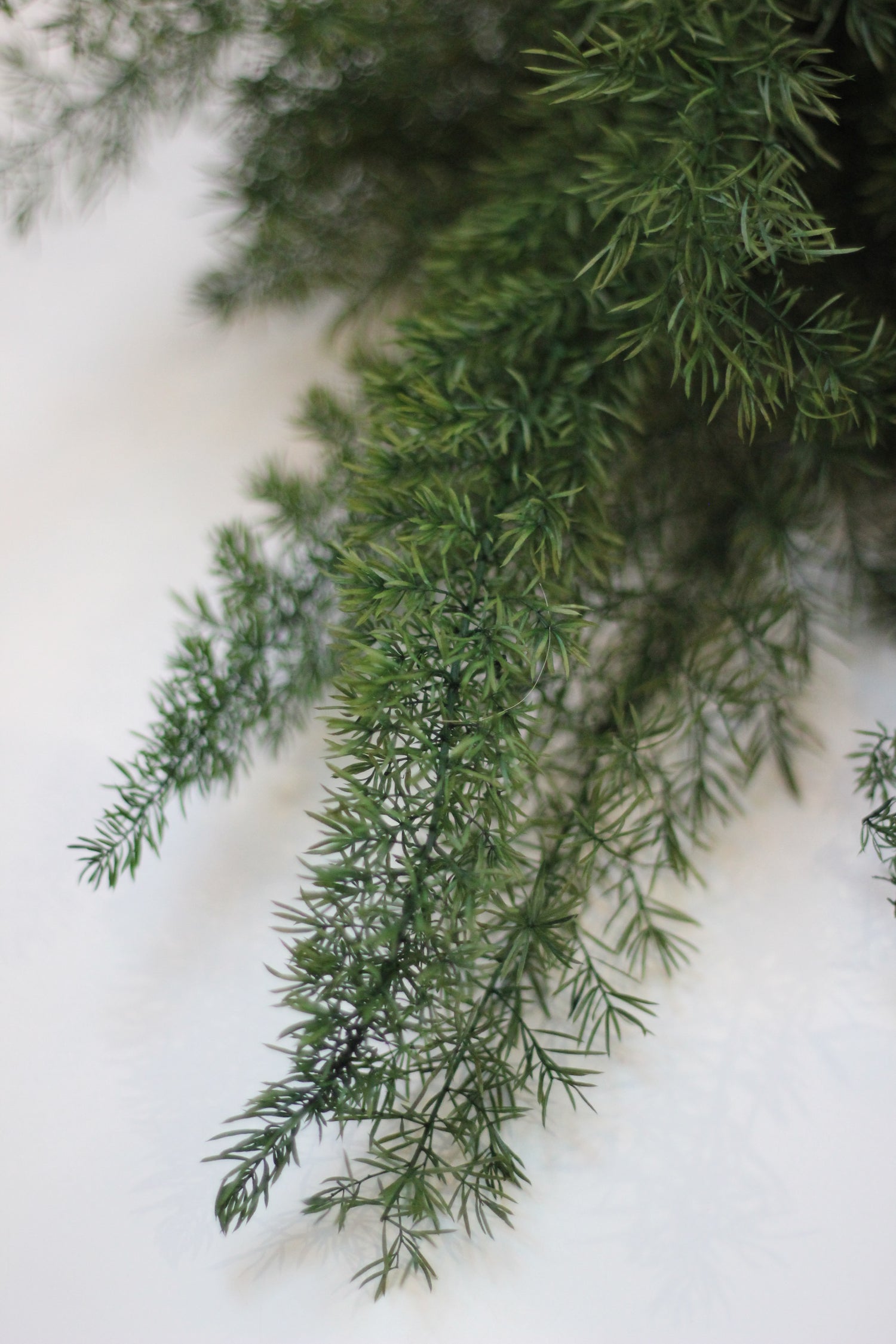 Preserved Ferns – Asparagus Fern Green 60cm