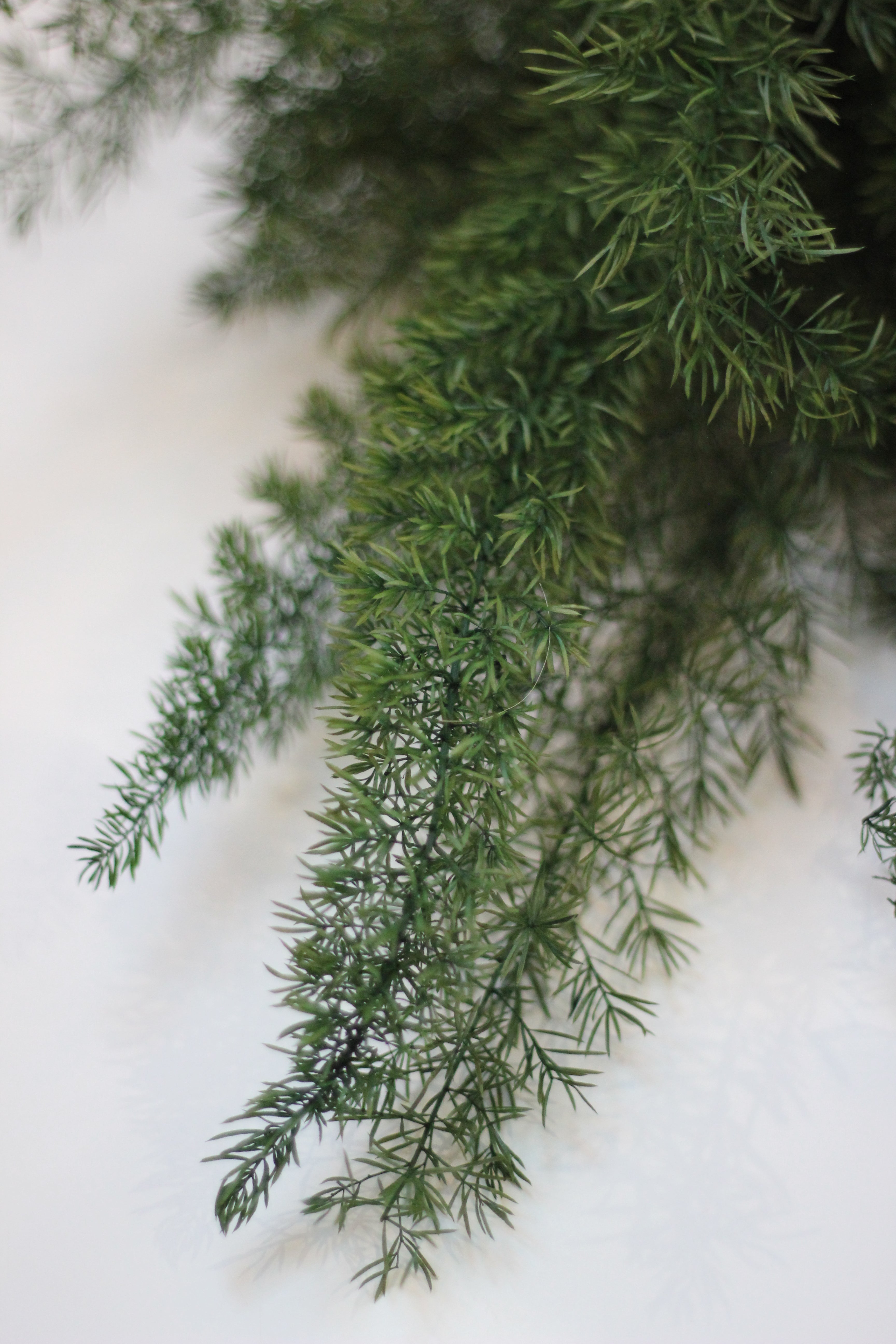Preserved Ferns – Asparagus Fern Green 60cm