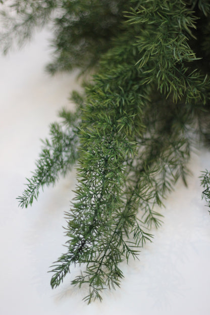 Preserved Ferns – Asparagus Fern Green 60cm