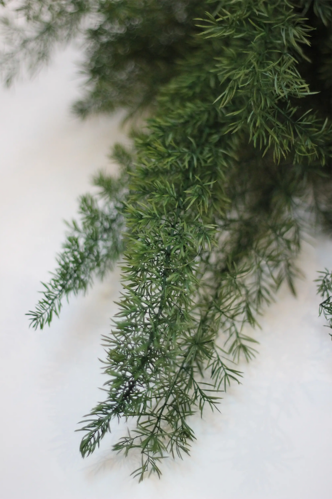 Preserved Asparagus Fern - Green 60cm