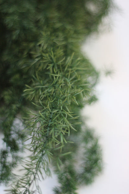 Preserved Ferns – Asparagus Fern Green 60cm