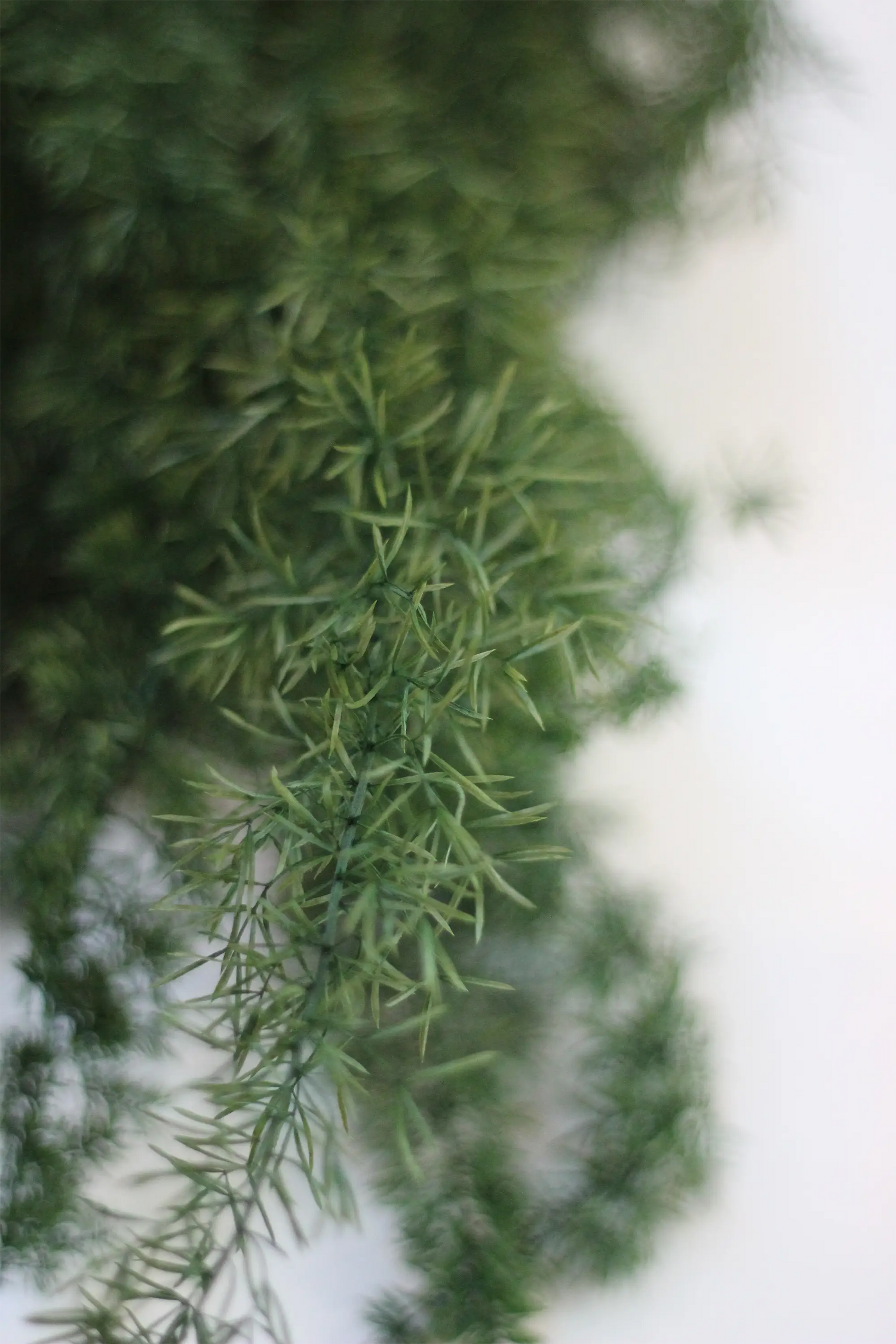 Preserved Asparagus Fern - Green 60cm