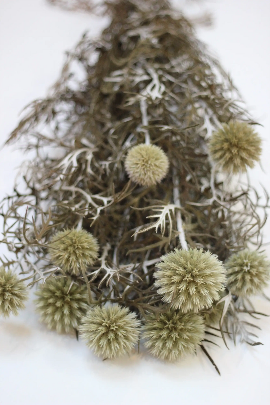 Preserved Echinops - Green/Natural 70cm