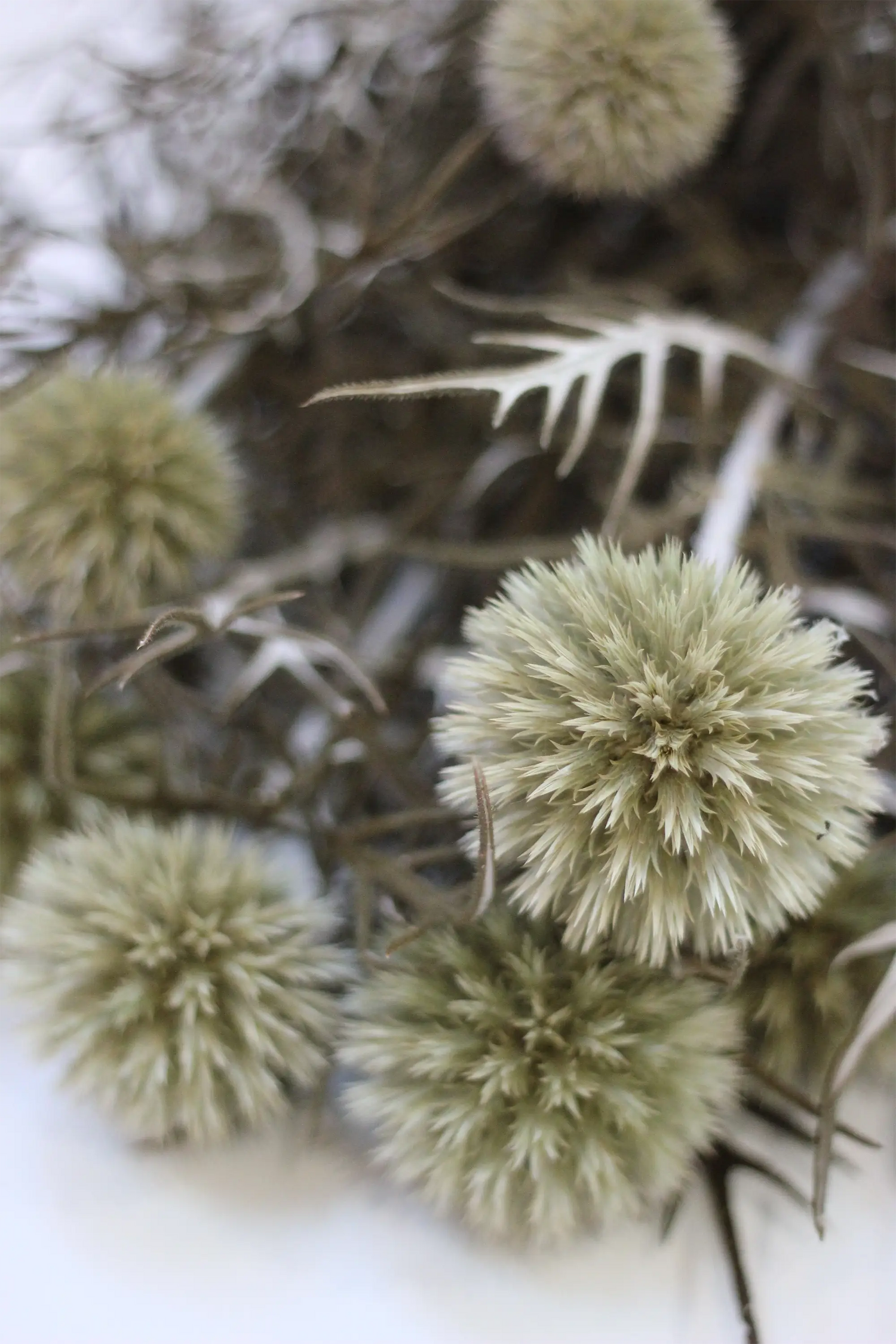 Preserved Echinops - Green/Natural 70cm
