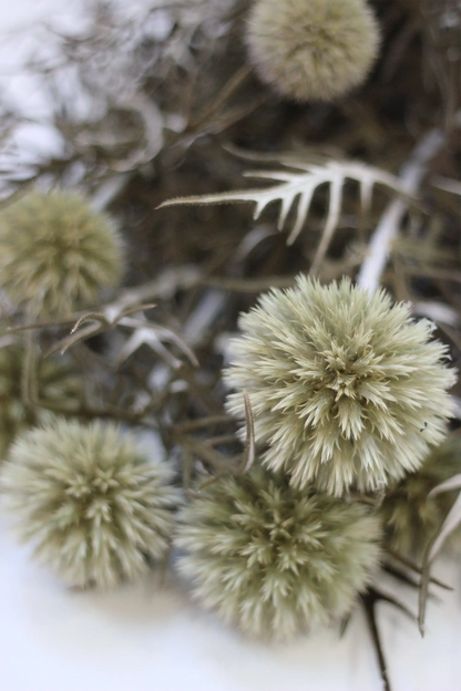 Preserved Echinops - Green/Natural 70cm
