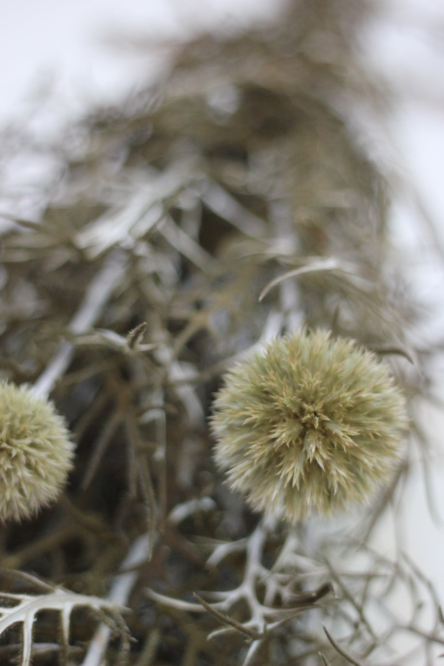 Preserved Flowers – Echinops Green Natural 70cm
