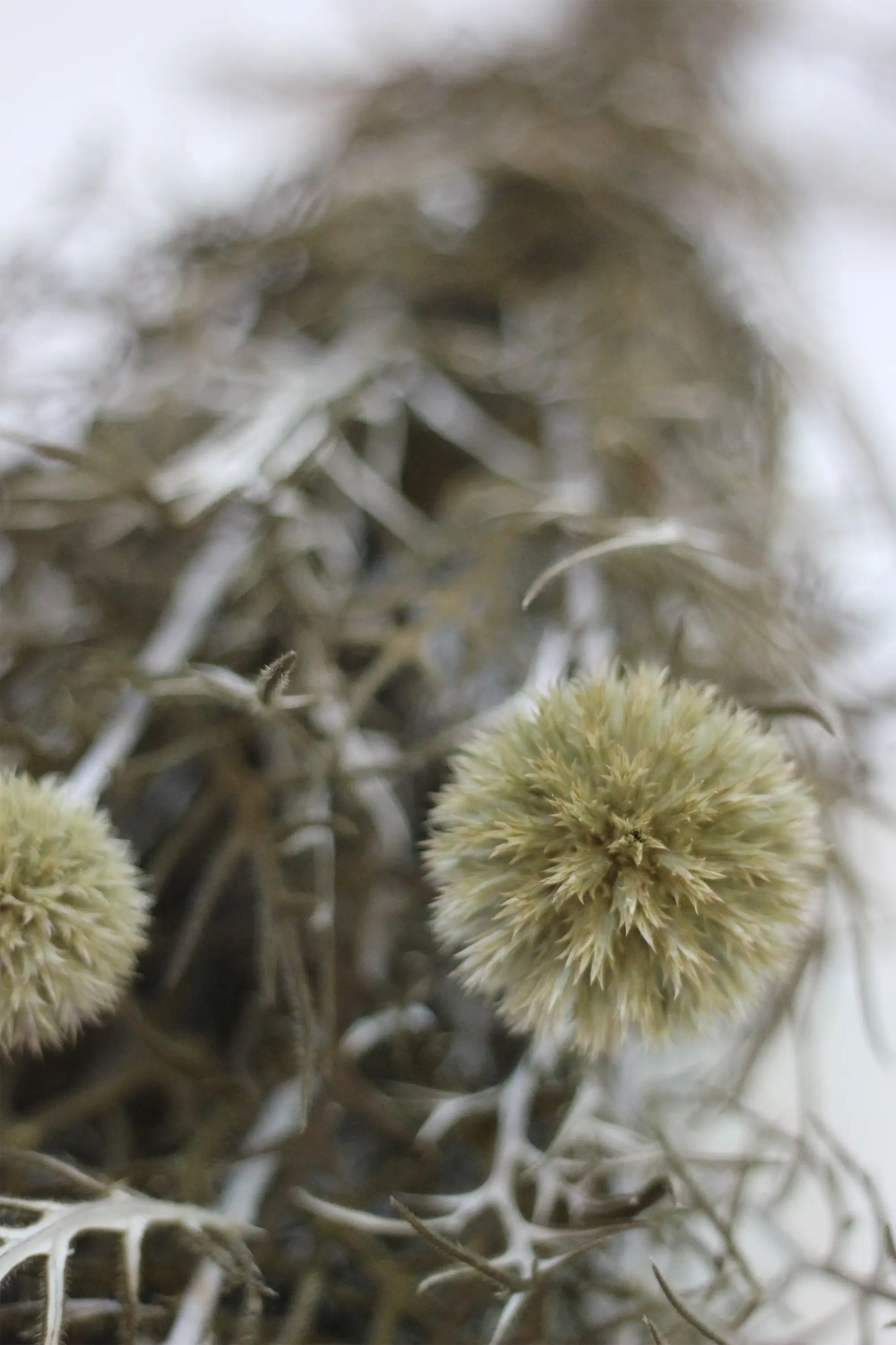 Preserved Echinops - Green/Natural 70cm