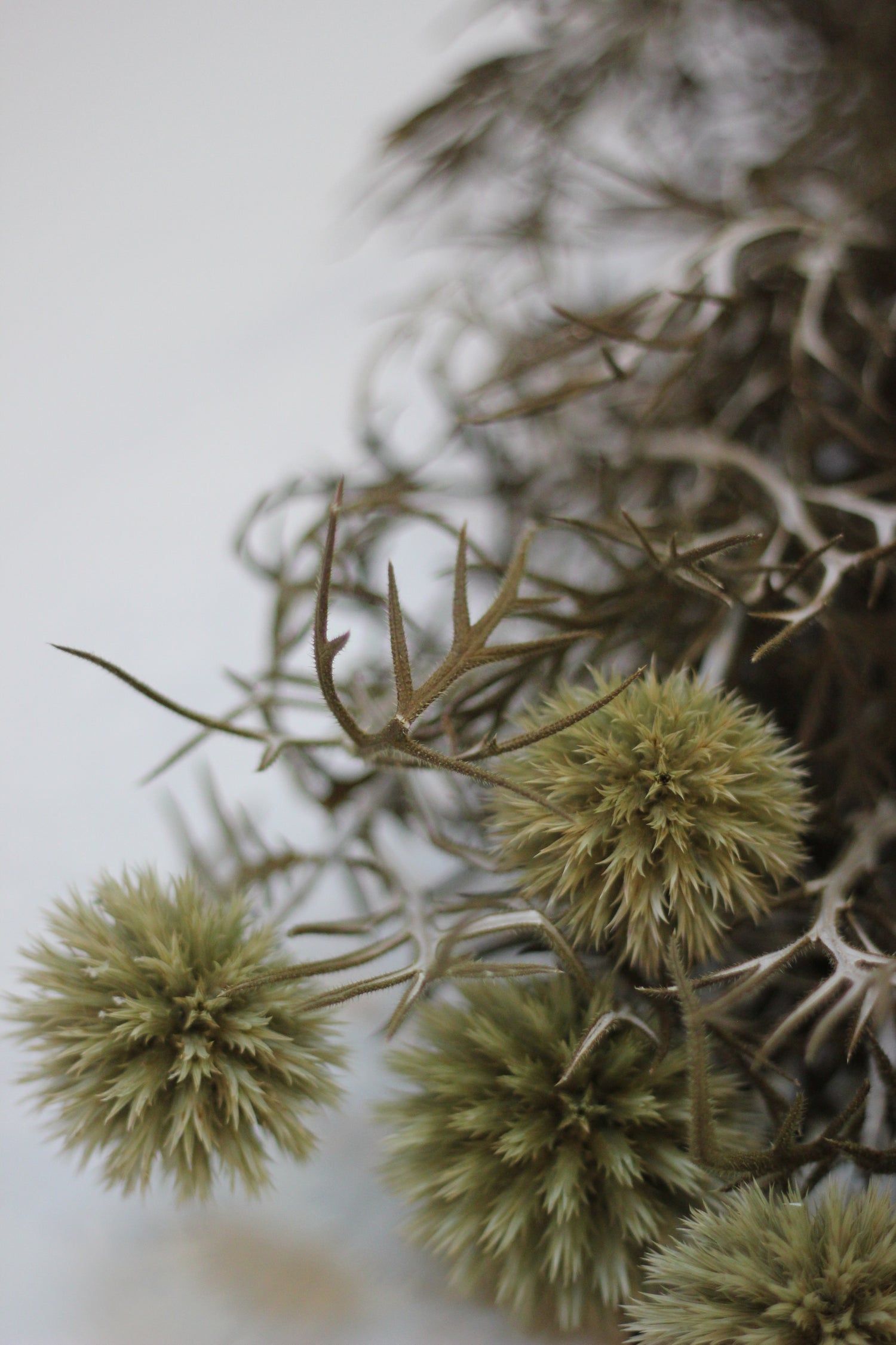 Preserved Flowers – Echinops Green Natural 70cm