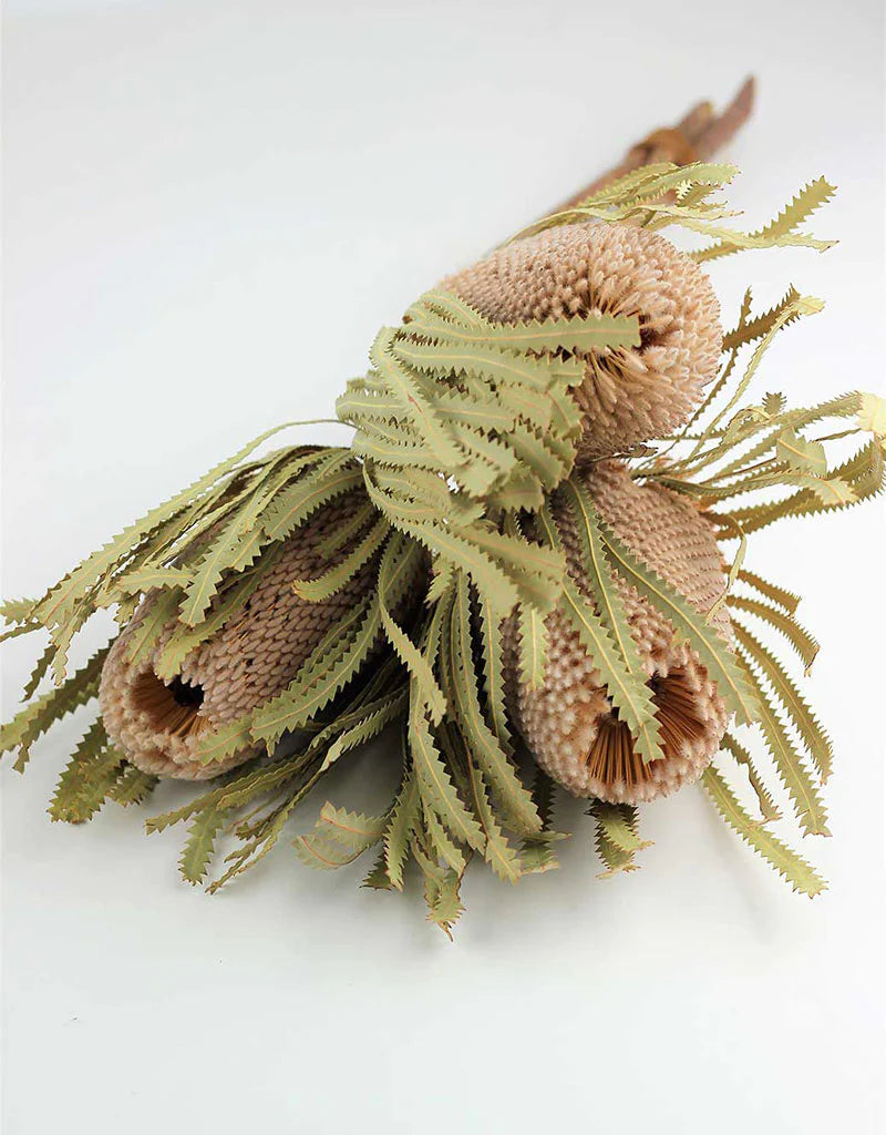 Dried Banksia Protea