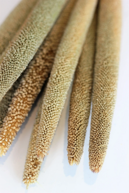 Dried Babala - Natural Bunch, 10 Stems, 60 cm