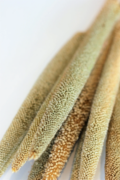 Dried Babala - Natural Bunch, 10 Stems, 60 cm