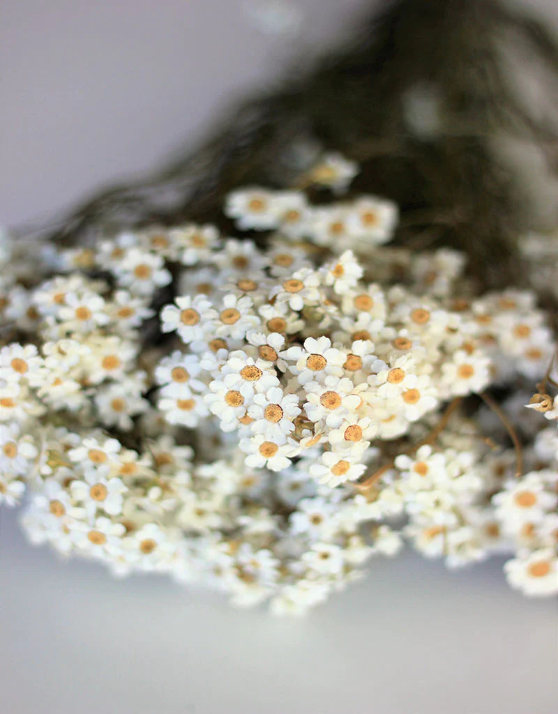 Wholesale Dried Ixodia Flowers 