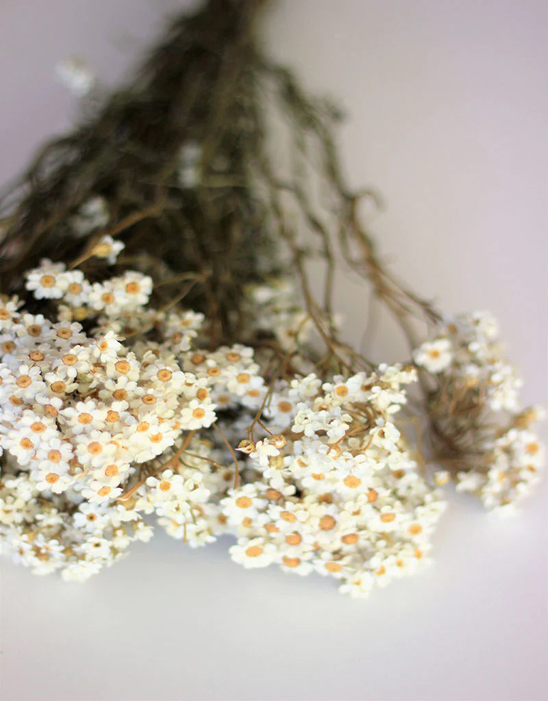 Dried Ixodia Flowers 