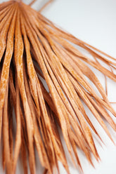 palm leaf