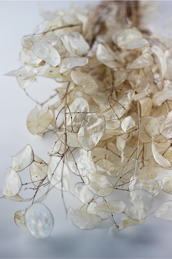 Dried Lunaria stems