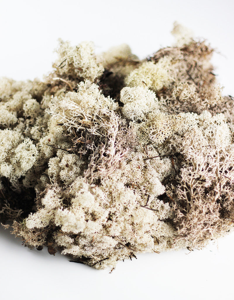 Preserved Reindeer Moss