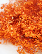 OrangeGypsophila