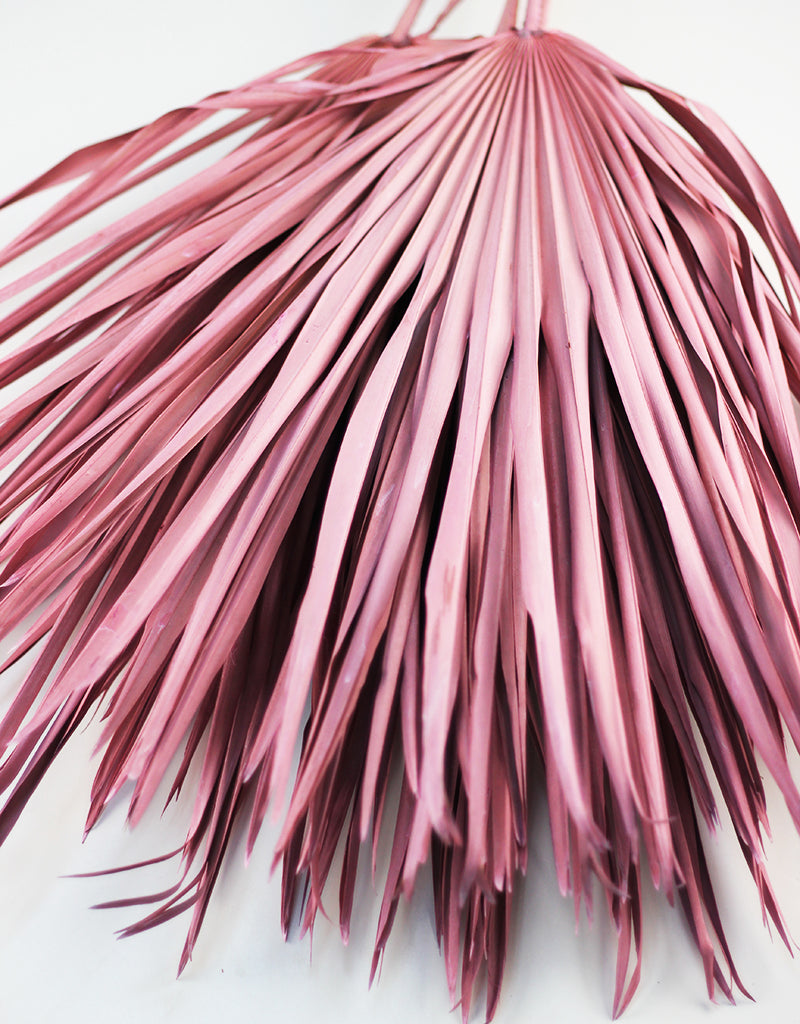 Pink Palm Leaves