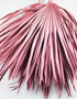 Pink Palm Leaves