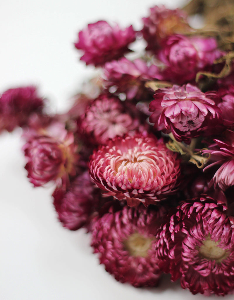 Pink_dried_flowers