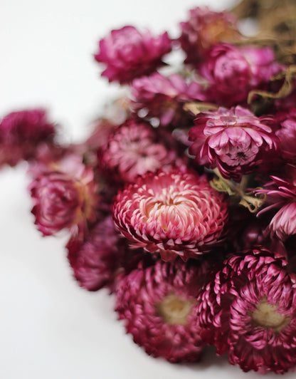 Pink_dried_flowers