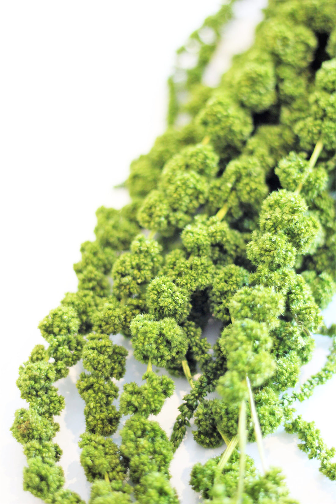 Green Amaranthus 