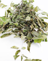 Preserved Beech Leaves