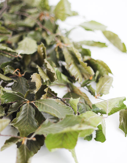 Green Preserved Beech Leaves
